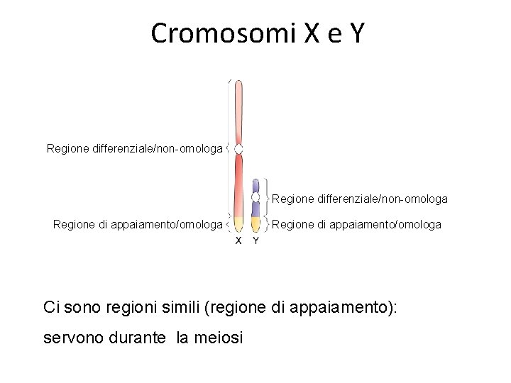 Cromosomi X e Y Regione differenziale/non-omologa Regione di appaiamento/omologa Ci sono regioni simili (regione
