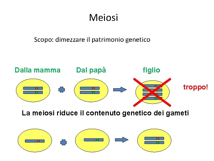 Meiosi Scopo: dimezzare il patrimonio genetico Dalla mamma Dal papà figlio troppo! La meiosi