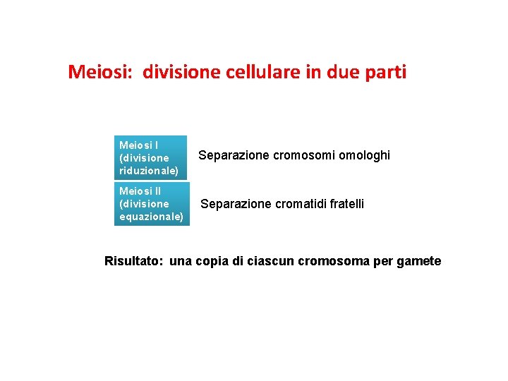 Meiosi: divisione cellulare in due parti Meiosi I (divisione riduzionale) Separazione cromosomi omologhi Meiosi