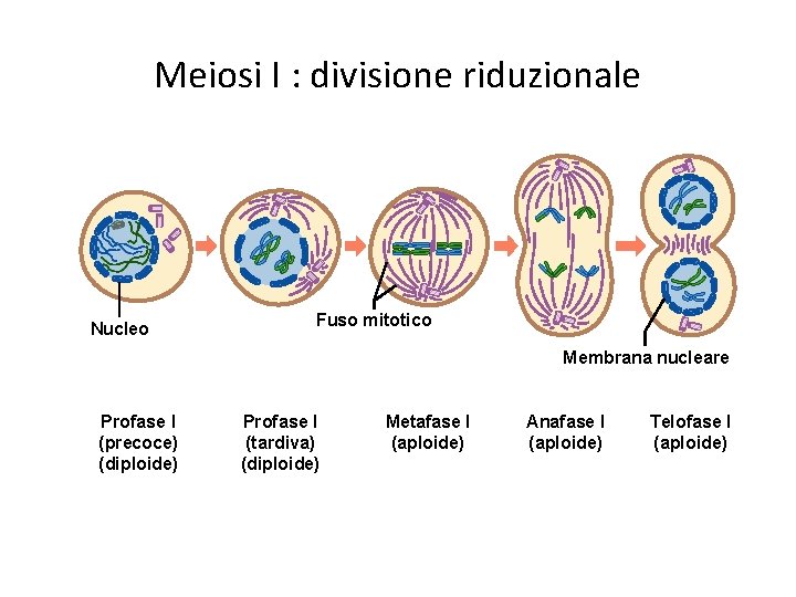 Meiosi I : divisione riduzionale Nucleo Fuso mitotico Membrana nucleare Profase I (precoce) (diploide)