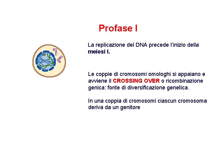 Profase I La replicazione del DNA precede l’inizio della meiosi I. Le coppie di