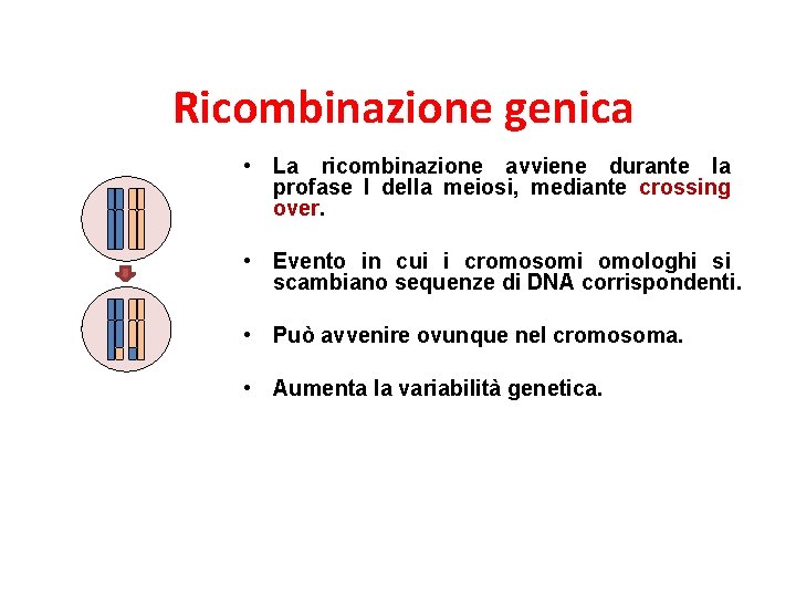 Ricombinazione genica • La ricombinazione avviene durante la profase I della meiosi, mediante crossing