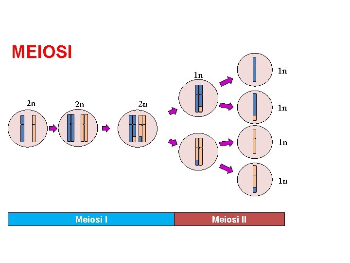 MEIOSI 1 n 1 n 2 n 2 n 2 n 1 n 1