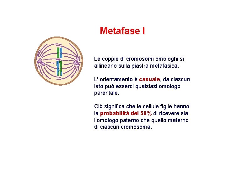 Metafase I Le coppie di cromosomi omologhi si allineano sulla piastra metafasica. L' orientamento