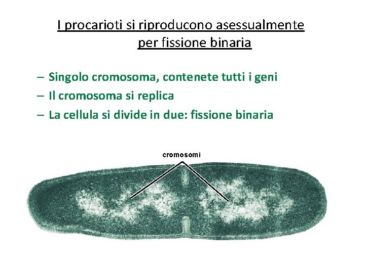 I procarioti si riproducono asessualmente per fissione binaria – Singolo cromosoma, contenete tutti i