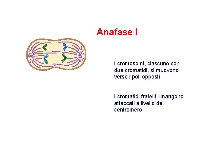 Anafase I I cromosomi, ciascuno con due cromatidi, si muovono verso i poli opposti