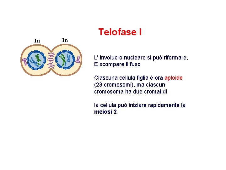 1 n 1 n Telofase I L' involucro nucleare si può riformare, E scompare