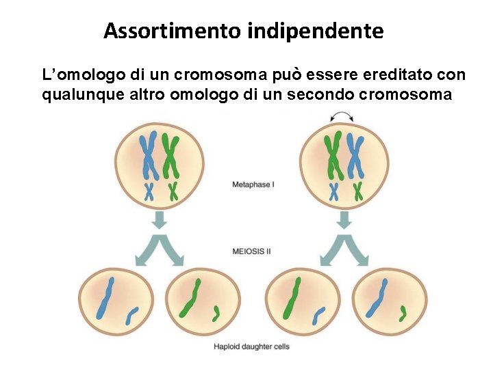 Assortimento indipendente L’omologo di un cromosoma può essere ereditato con qualunque altro omologo di
