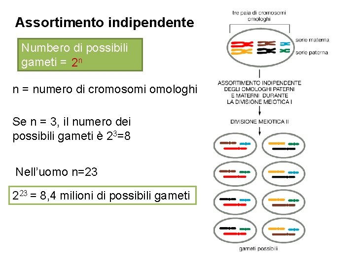Assortimento indipendente Numbero di possibili gameti = 2 n n = numero di cromosomi