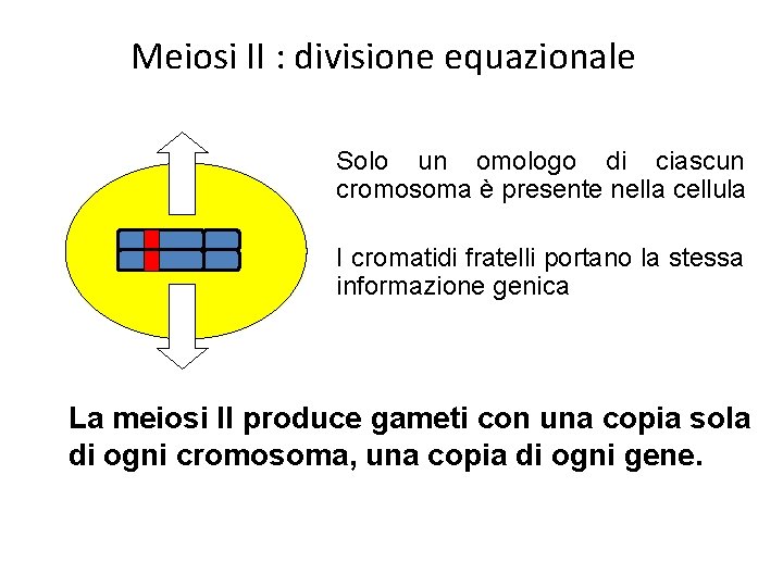 Meiosi II : divisione equazionale Solo un omologo di ciascun cromosoma è presente nella