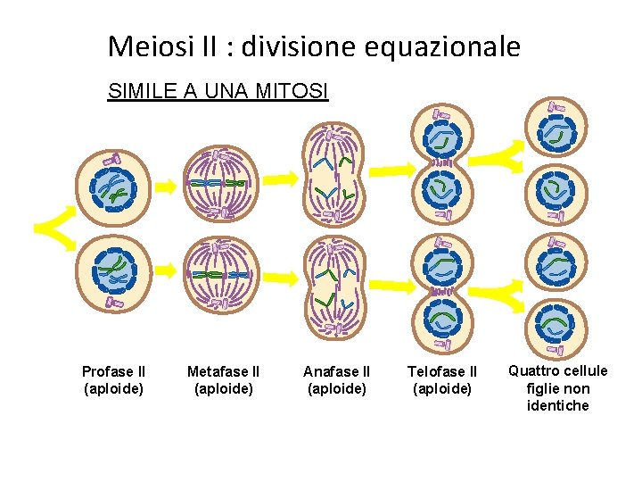 Meiosi II : divisione equazionale SIMILE A UNA MITOSI Profase II (aploide) Metafase II
