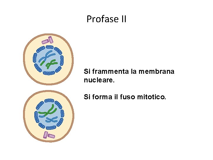 Profase II Si frammenta la membrana nucleare. Si forma il fuso mitotico. 