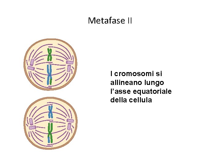 Metafase II I cromosomi si allineano lungo l’asse equatoriale della cellula 