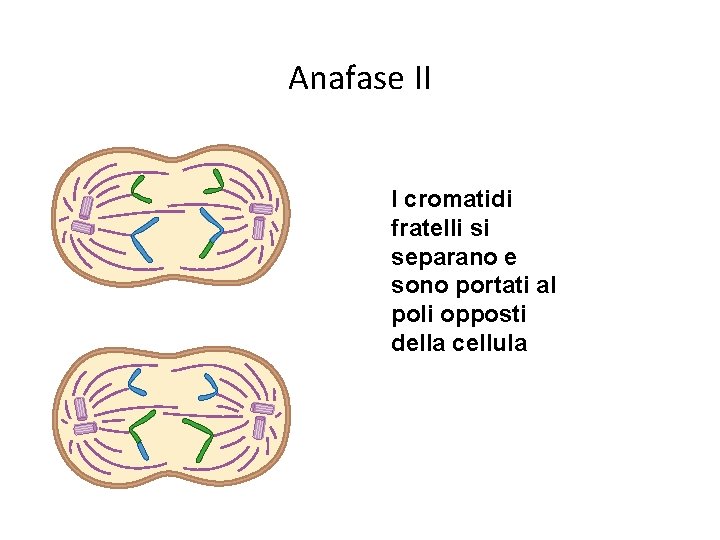Anafase II I cromatidi fratelli si separano e sono portati al poli opposti della