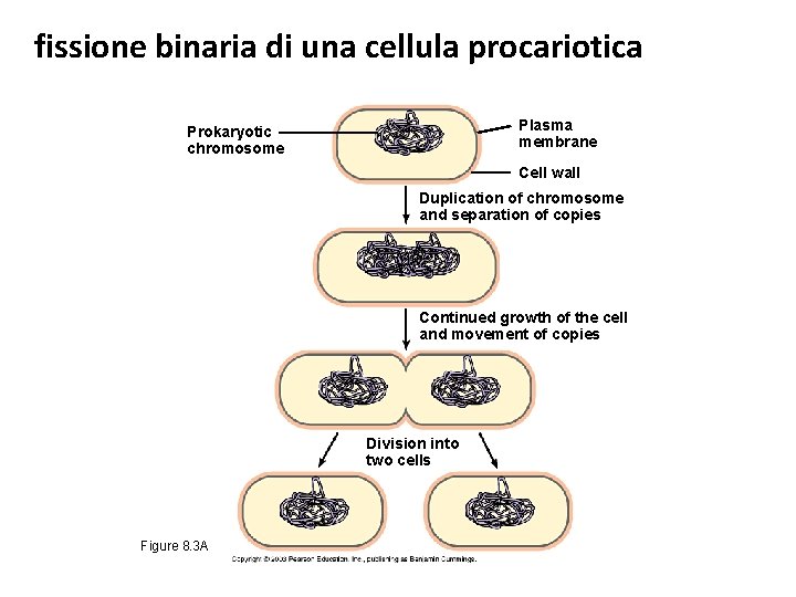 fissione binaria di una cellula procariotica Plasma membrane Prokaryotic chromosome Cell wall Duplication of