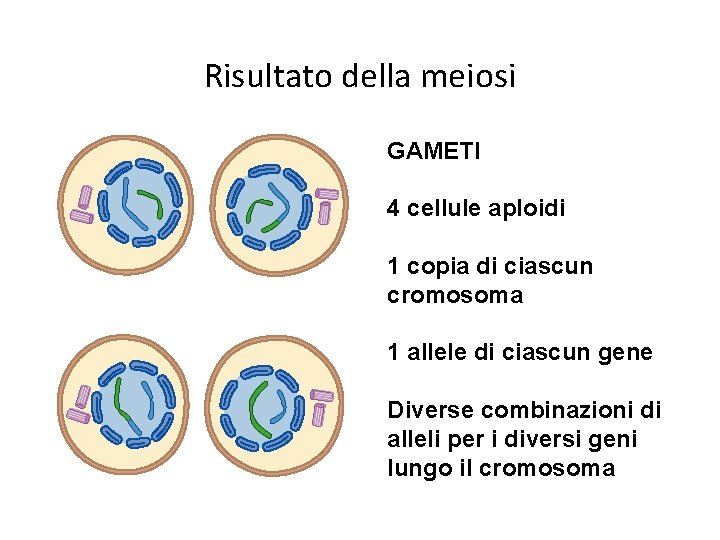 Risultato della meiosi GAMETI 4 cellule aploidi 1 copia di ciascun cromosoma 1 allele