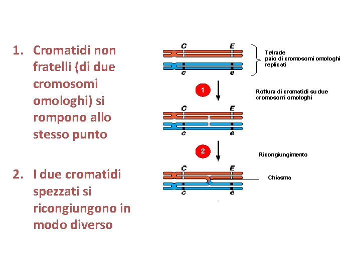 Coat-color genes 1. Cromatidi non fratelli (di due cromosomi omologhi) si rompono allo stesso