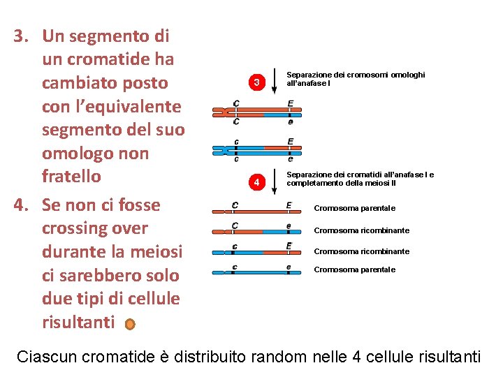 3. Un segmento di un cromatide ha cambiato posto con l’equivalente segmento del suo
