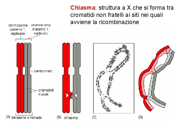 Chiasma: struttura a X che si forma tra cromatidi non fratelli ai siti nei