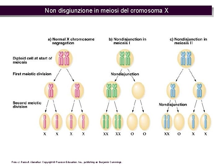 Non disgiunzione in meiosi del cromosoma X Peter J. Russell, i. Genetics: Copyright ©