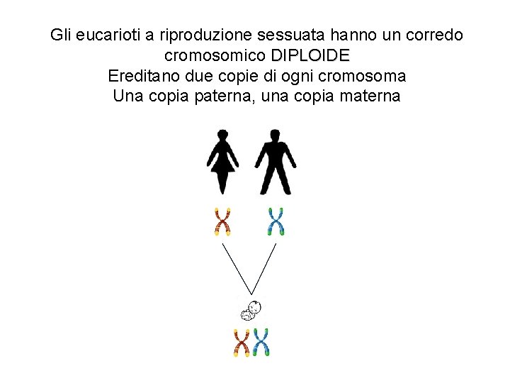 Gli eucarioti a riproduzione sessuata hanno un corredo cromosomico DIPLOIDE Ereditano due copie di