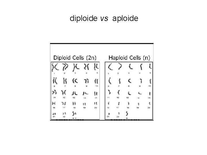 diploide vs aploide 