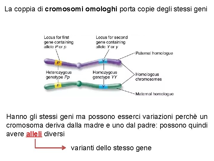 La coppia di cromosomi omologhi porta copie degli stessi geni Hanno gli stessi geni