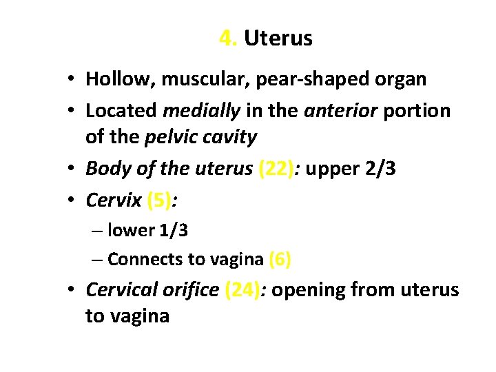 4. Uterus • Hollow, muscular, pear-shaped organ • Located medially in the anterior portion
