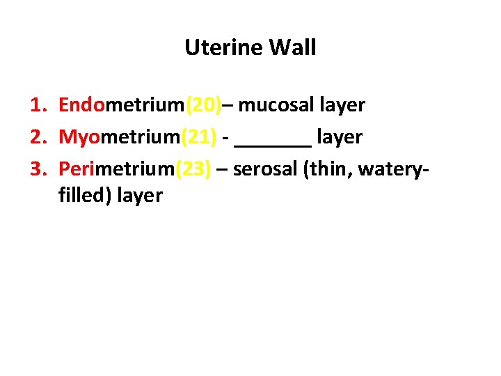 Uterine Wall 1. Endometrium(20)– mucosal layer 2. Myometrium(21) - _______ layer 3. Perimetrium(23) –