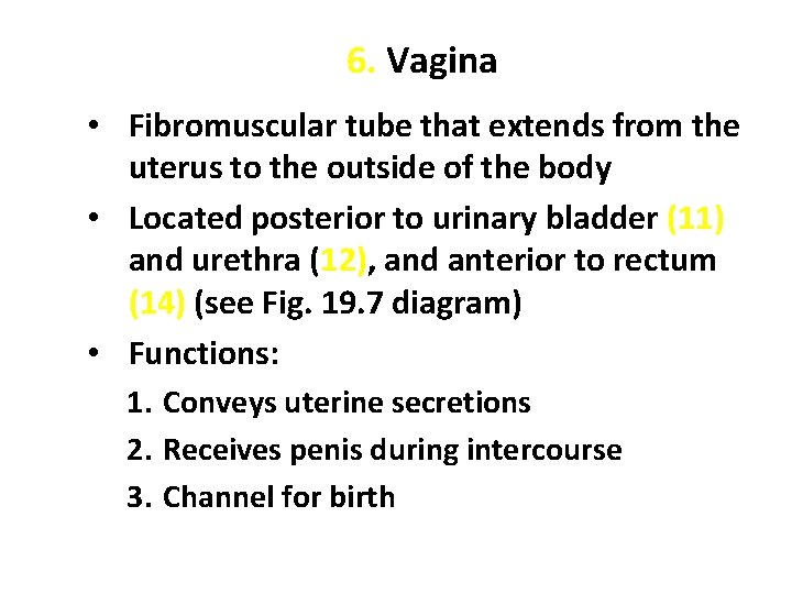 6. Vagina • Fibromuscular tube that extends from the uterus to the outside of