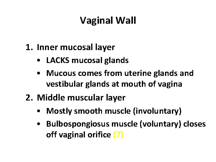 Vaginal Wall 1. Inner mucosal layer • LACKS mucosal glands • Mucous comes from