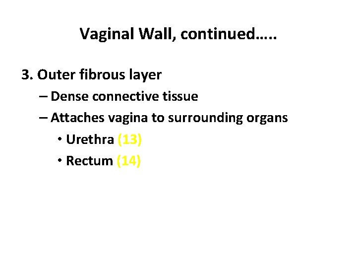 Vaginal Wall, continued…. . 3. Outer fibrous layer – Dense connective tissue – Attaches