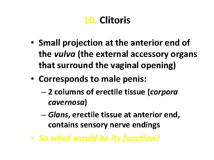 10. Clitoris • Small projection at the anterior end of the vulva (the external