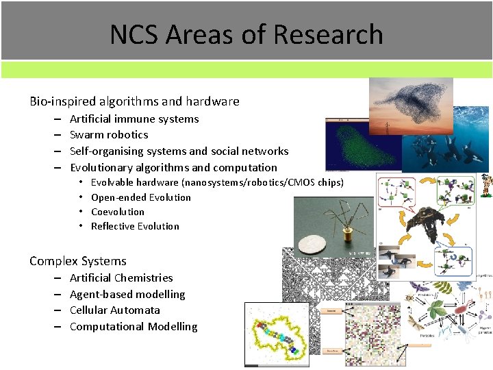 NCS Areas of Research Bio-inspired algorithms and hardware – – Artificial immune systems Swarm