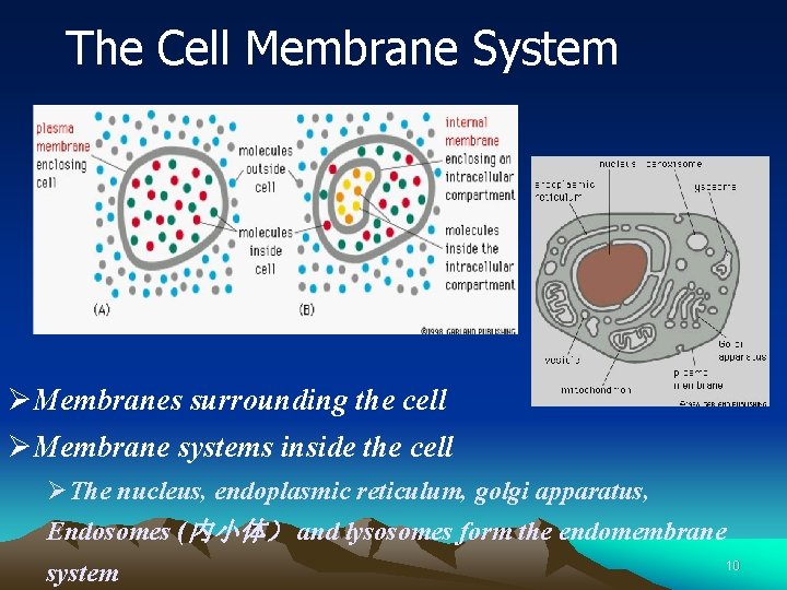 The Cell Membrane System ØMembranes surrounding the cell ØMembrane systems inside the cell ØThe
