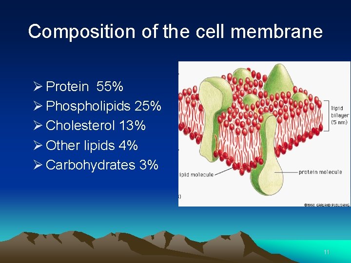 Composition of the cell membrane Ø Protein 55% Ø Phospholipids 25% Ø Cholesterol 13%