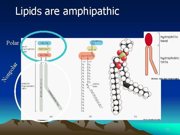 Lipids are amphipathic No np ola r Polar 13 