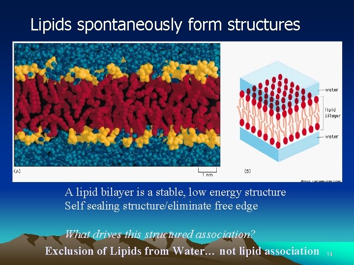 Lipids spontaneously form structures A lipid bilayer is a stable, low energy structure Self