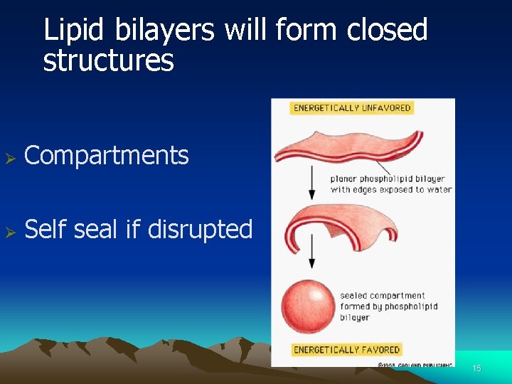 Lipid bilayers will form closed structures Ø Compartments Ø Self seal if disrupted 15