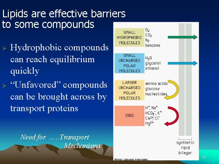 Lipids are effective barriers to some compounds Ø Ø Hydrophobic compounds can reach equilibrium