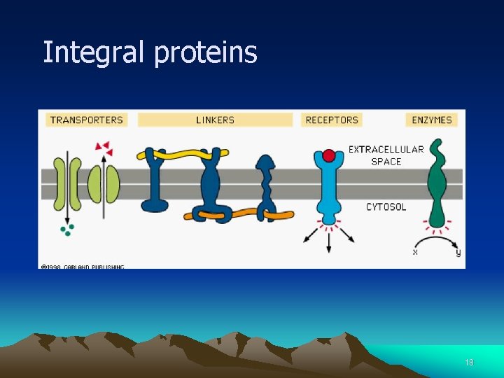 Integral proteins 18 