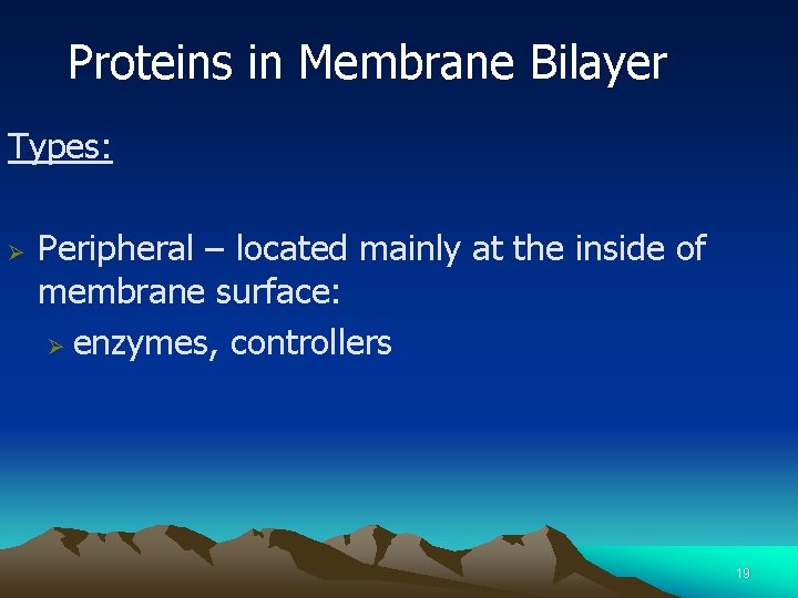 Proteins in Membrane Bilayer Types: Ø Peripheral – located mainly at the inside of