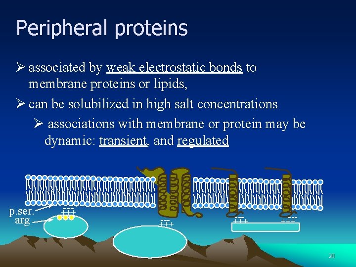 Peripheral proteins Ø associated by weak electrostatic bonds to membrane proteins or lipids, Ø