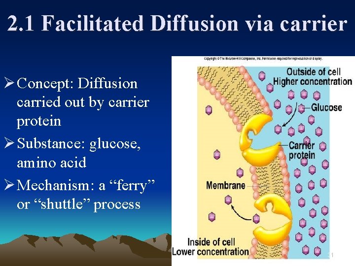 2. 1 Facilitated Diffusion via carrier Ø Concept: Diffusion carried out by carrier protein