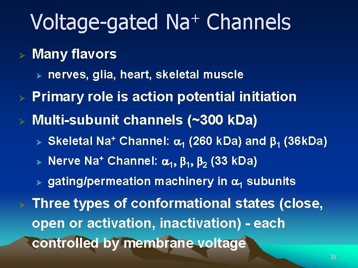 Voltage-gated Na+ Channels Ø Many flavors Ø nerves, glia, heart, skeletal muscle Ø Primary