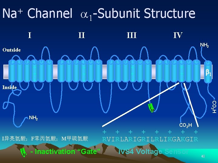 Na+ Channel a 1 -Subunit Structure I II IV NH 2 Outside + +