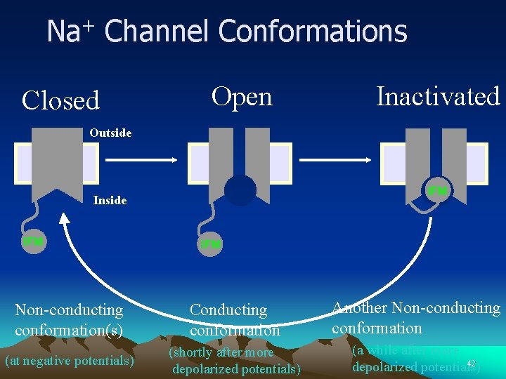 Na+ Channel Conformations Closed Open Inactivated Outside IFM Inside IFM Non-conducting conformation(s) Conducting conformation