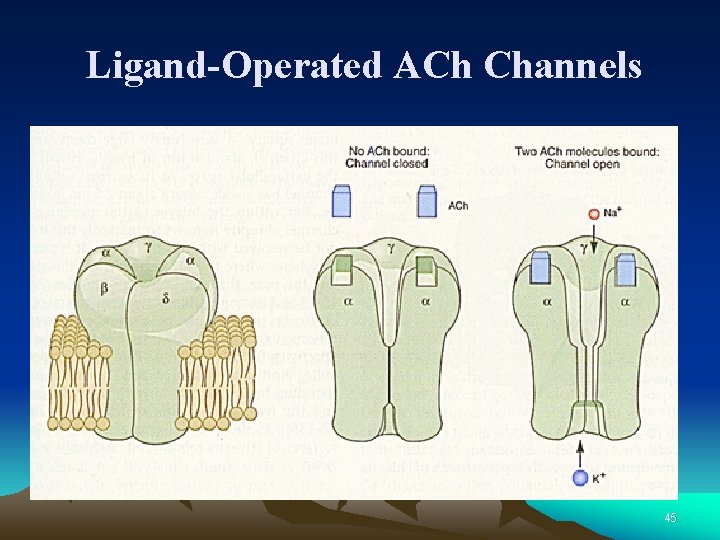 Ligand-Operated ACh Channels 45 