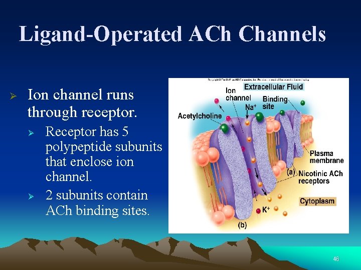 Ligand-Operated ACh Channels Ø Ion channel runs through receptor. Ø Ø Receptor has 5