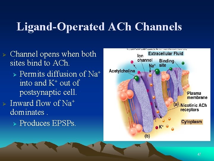 Ligand-Operated ACh Channels Ø Ø Channel opens when both sites bind to ACh. +